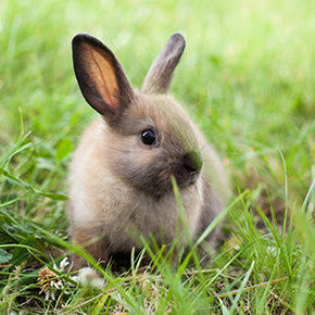 Warning signs of rabbit illness from Bayswater Veterinary Clinic ...