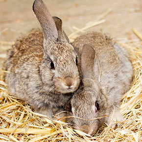 Calming rabbits on fireworks night