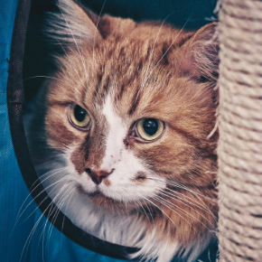 Going away? Get Kate’s cat holiday care checklist