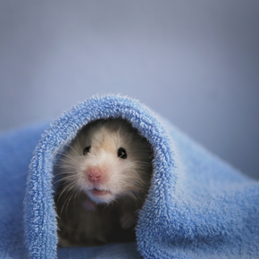 Four hamster parasites to beware of