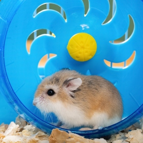 Help your small fluffy pets to exercise