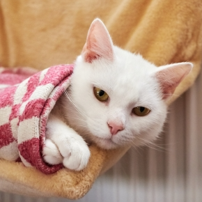 Winter Skin Care Tips for Your Pet from Bayswater Vets